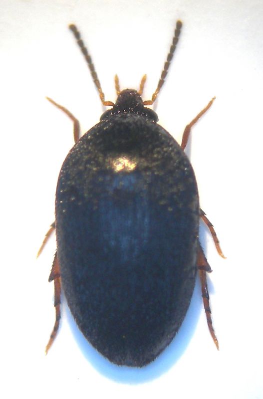 Leiodidae 002 copia.jpg