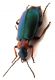Comb0627_26jcr.jpg