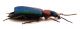 Comb0626_24jcr.jpg