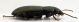 Comb0635_15jcr.jpg