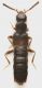 Staphylinidae_Manziana_2-I-2013_2,7mm_grey.jpg