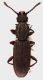 Silvanidae_Manziana_2-I-2013_3,8mm_grey.jpg