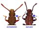 oryzaephilus_s_and_m.jpg