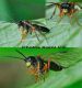 TENTHREDO (Tenthredella) procera F 2 - Forum italien.jpg