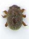 Coleoptera_Laos.jpg