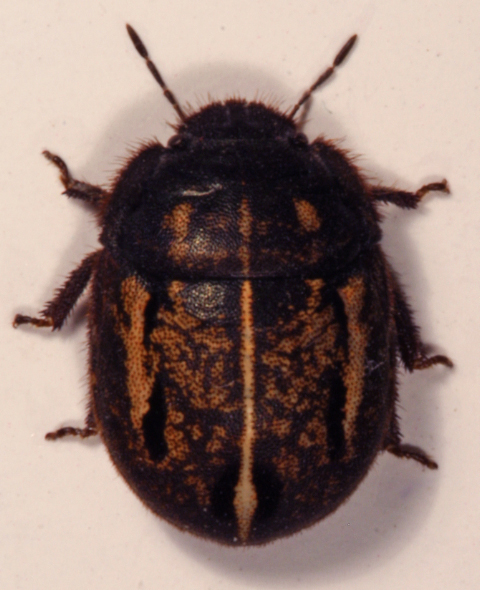 coccinella pelosa.jpg