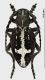 Dorcadion_equestre_1_w.jpg