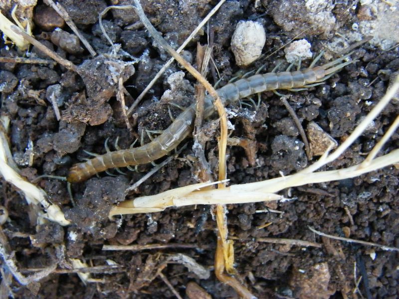 Scolopendra oraniensis.jpg