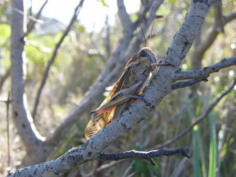 Locusta migratoria cinerascens 03.jpg
