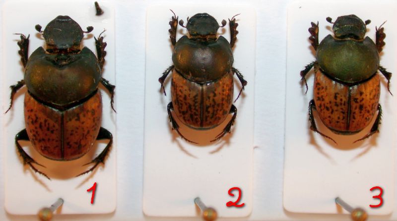 Onthophagus vacca_medius.jpg