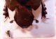 Onthophagus 1 a.jpg