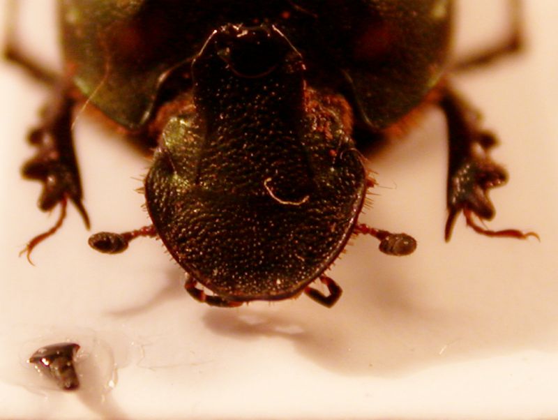 Onthophagus 1 b.jpg