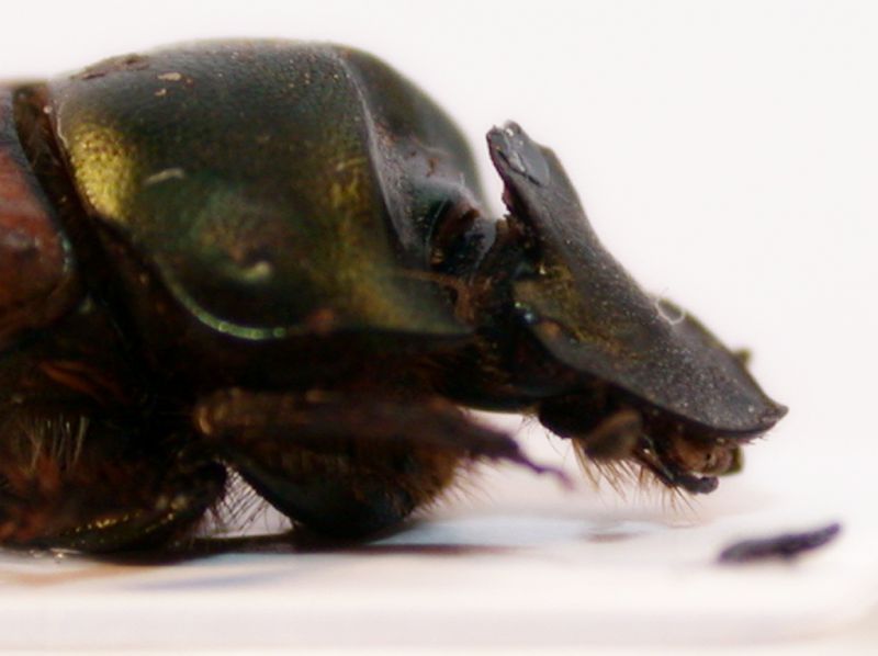 Onthophagus 1 c.jpg