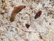 larva cantaride e varie e.jpg