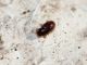 latridiidae solo e.jpg