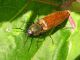 elateridae1natura.jpg