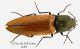 elateridae1.jpg