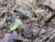 IMG_3718 (800x619) (640x495).jpg