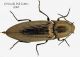 elateridae2.jpg