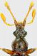 tn_Pselafidae - Copia.JPG