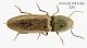 elateridae3.jpg