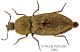 elateridae5.jpg