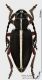 Dorcadion_axillare_f_s.jpg