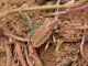 Sepidium_Tunisia_2006.jpg