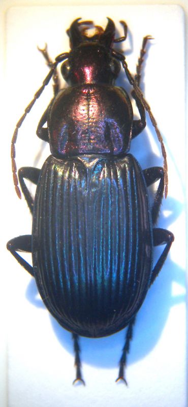 Chlaenius Etiopia habitus 001 copia.jpg