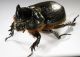 Phyllognatus.jpg