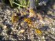 040220133427-zuffe frequenti small.jpg
