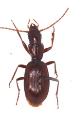 Agelaea-fulva.jpg