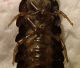 Larva ingrandita ventrale forum.JPG