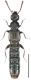Phloeopora concolor (Kraatz, 1856).jpg
