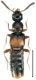 Phloeopora teres (Gravenhorst, 1802).jpg