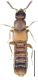 Phloeopora testacea (Mannerheim, 1831).jpg