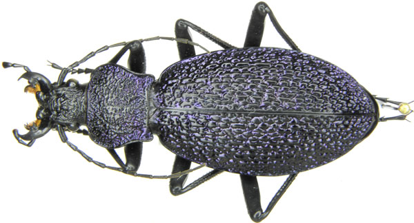 Megodontus bonvouloiri fortunatu.JPG