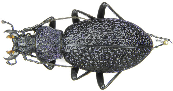 Megodontus bonvouloiri casalei.JPG