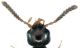Phloeopora teres (Gravenhorst, 1802).jpg