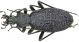 Megodontus bonvouloiri graciliformis.JPG