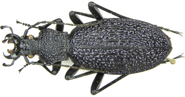 Megodontus bonvouloiri graciliformis.JPG