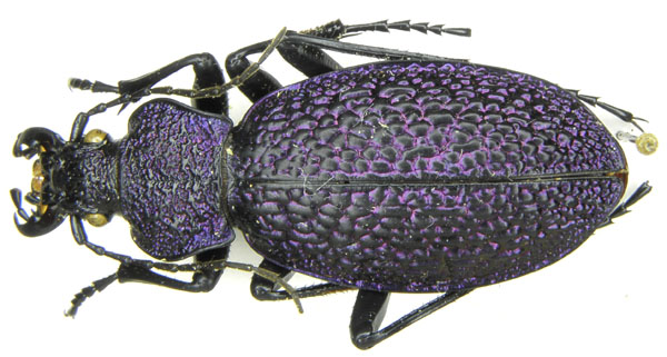 Megodontus bonvouloirikolatdaghensis.JPG