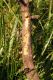 P.hispidus, Poland centr., 11.05.2011 Malus5.jpg
