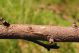 P.hispidus, Poland centr., 11.05.2011 Malus3.jpg
