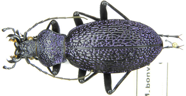 Megodontus bonvouloiri.JPG