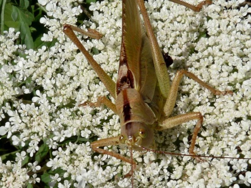 tettigonia maschio.JPG