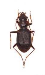 Nebria-genei.jpg