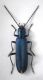 Ischnomera sp2.jpg