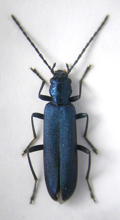 Ischnomera sp2.jpg