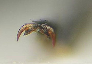 Ischnomera sp2 unghie posteriori.jpg